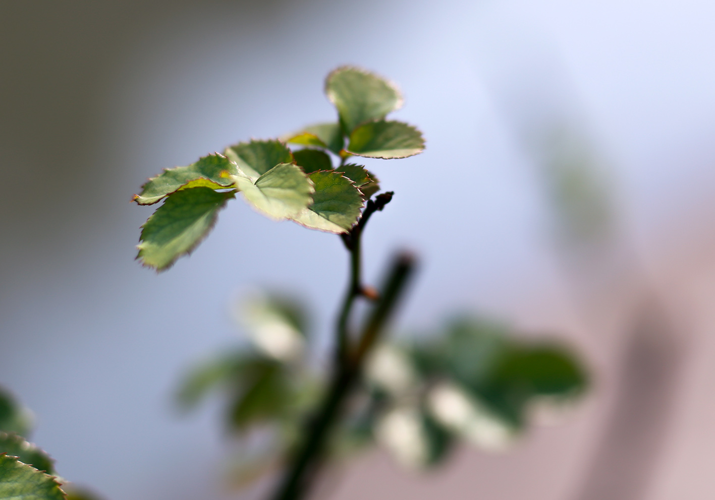 _MG_4468 - 副本.jpg