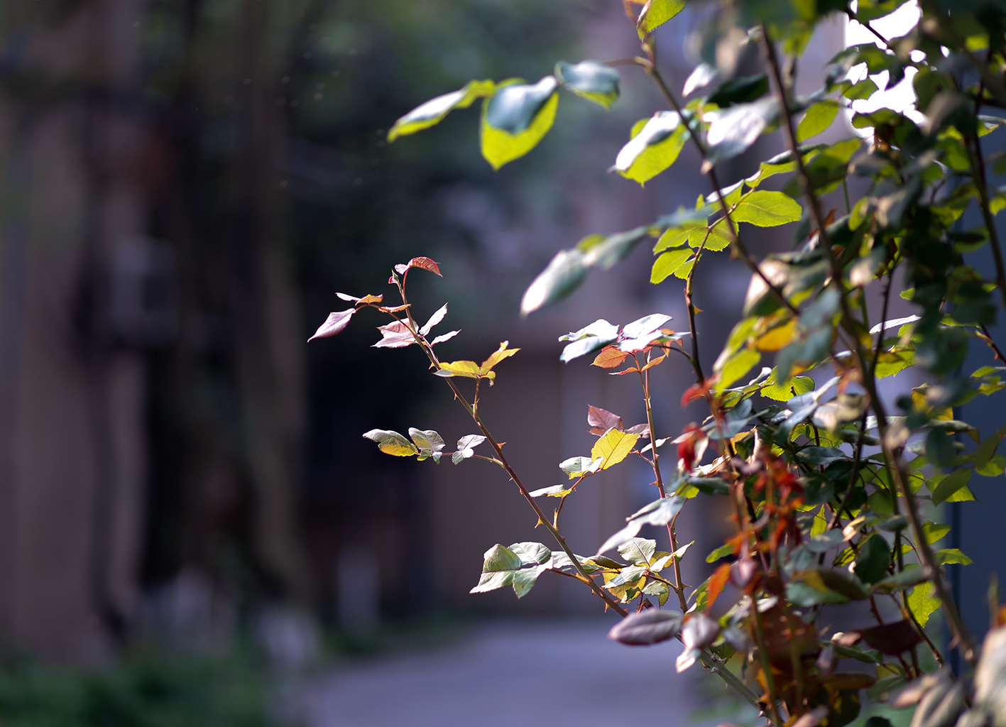 _MG_4554 - 副本.jpg