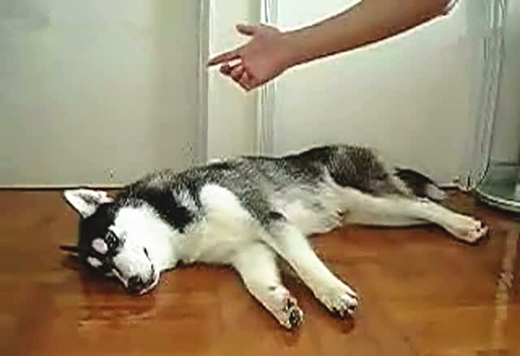 澎湃联播|“麻辣小龙侠”是如何炼成的？