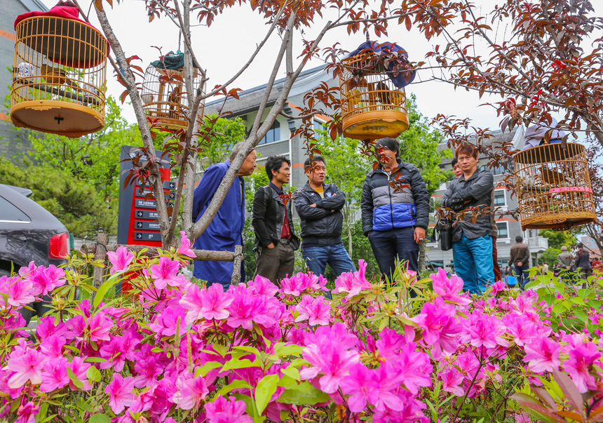 第二届长三角雀鸟大赛 钱伟章摄 (4).jpg