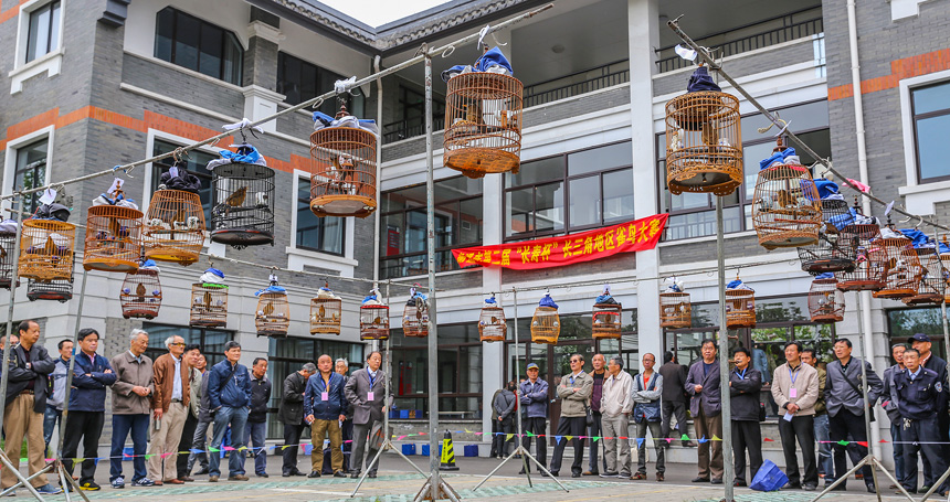 第二届长三角雀鸟大赛 钱伟章摄 (1).jpg