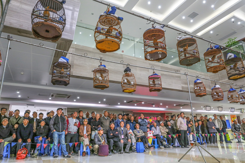 第二届长三角雀鸟大赛 钱伟章摄 (2).jpg