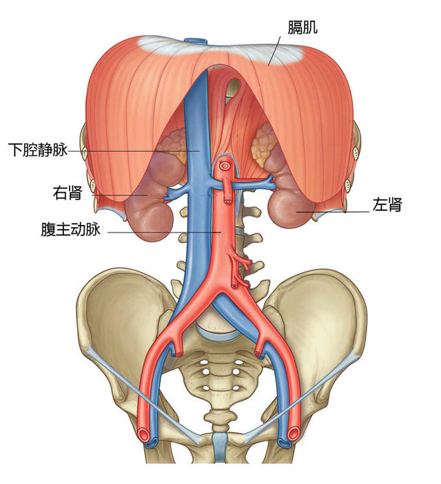 做个手术真的能把肾做丢吗？