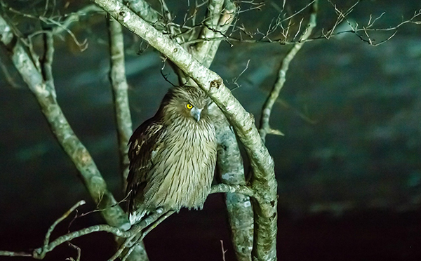 一生只画北海道动物的日本版画大师