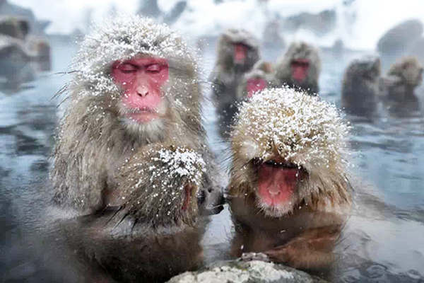 一生只画北海道动物的日本版画大师