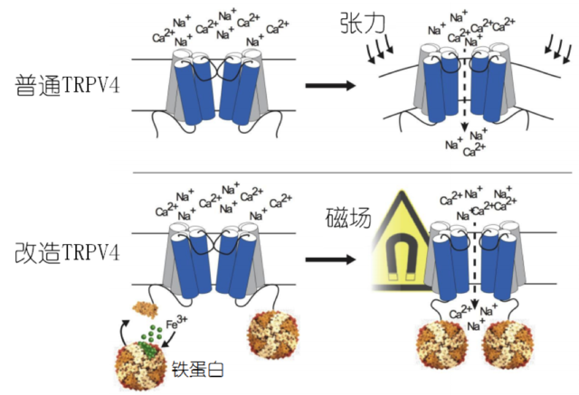 雷神、镭射眼、万磁王……操控神经哪家强？