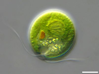 雷神、镭射眼、万磁王……操控神经哪家强？