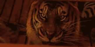 李安新片发布预告片，来感受一下他正在创造的电影奇迹