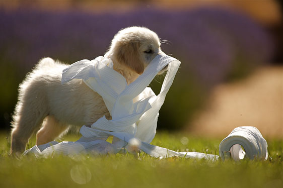 狗狗爱玩，只是因为好玩吗？