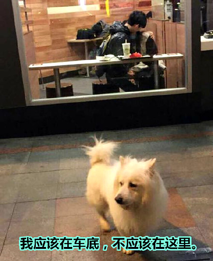 澎湃联播|单身狗如何优雅地过好520、521？