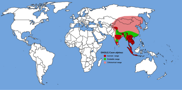 都听过“豺狼虎豹”，可你知道豺长啥样吗？