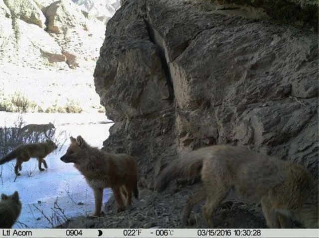 都听过“豺狼虎豹”，可你知道豺长啥样吗？