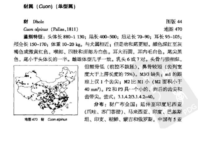 都听过“豺狼虎豹”，可你知道豺长啥样吗？