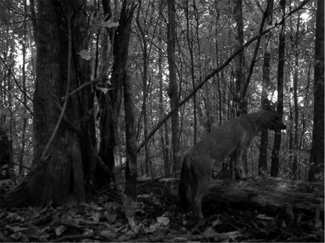 都听过“豺狼虎豹”，可你知道豺长啥样吗？