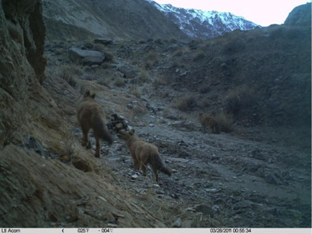 都听过“豺狼虎豹”，可你知道豺长啥样吗？