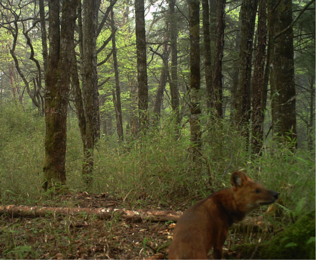都听过“豺狼虎豹”，可你知道豺长啥样吗？