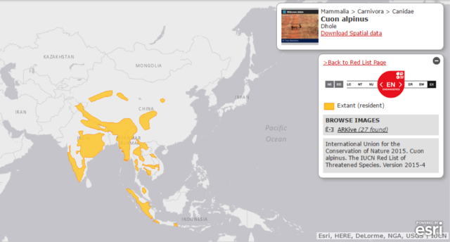 都听过“豺狼虎豹”，可你知道豺长啥样吗？