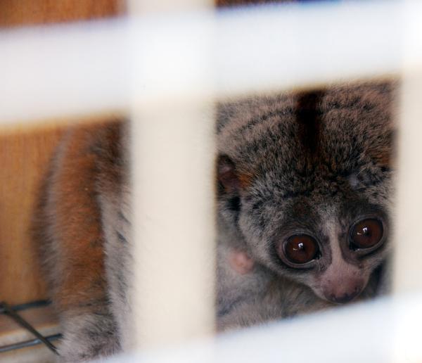 二审修订社会反响寥寥，最终将诞生怎样一部野生动物保护法？