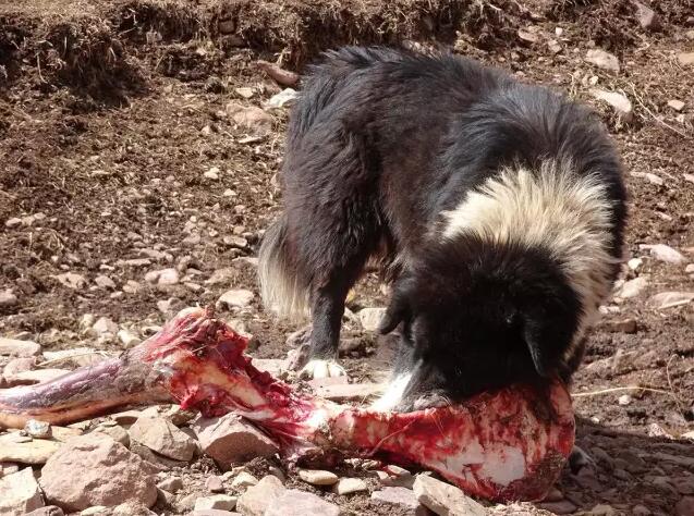 藏獒崩盘，遭殃的还有藏区野生动物