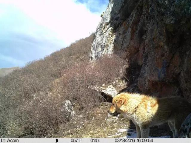 藏獒崩盘，遭殃的还有藏区野生动物