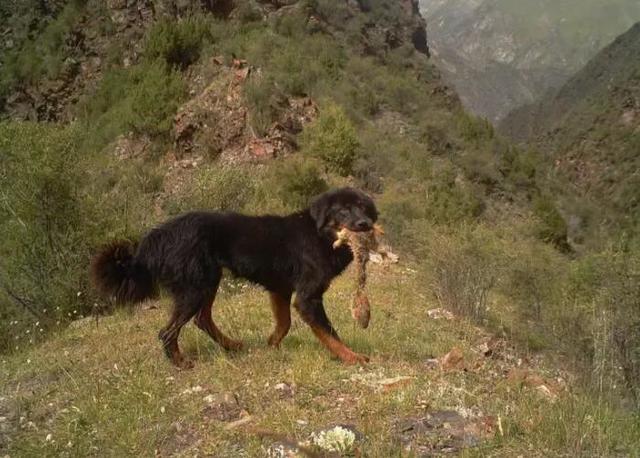 藏獒崩盘，遭殃的还有藏区野生动物