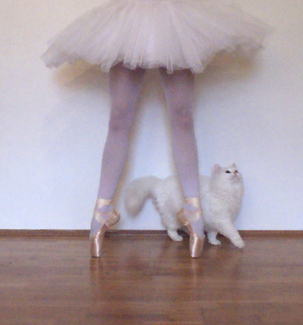 趣看｜猫咪化身灵魂舞者跳起芭蕾，看宠物如何优雅成精