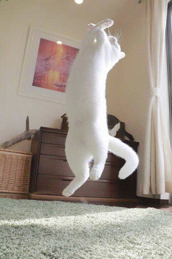 趣看｜猫咪化身灵魂舞者跳起芭蕾，看宠物如何优雅成精