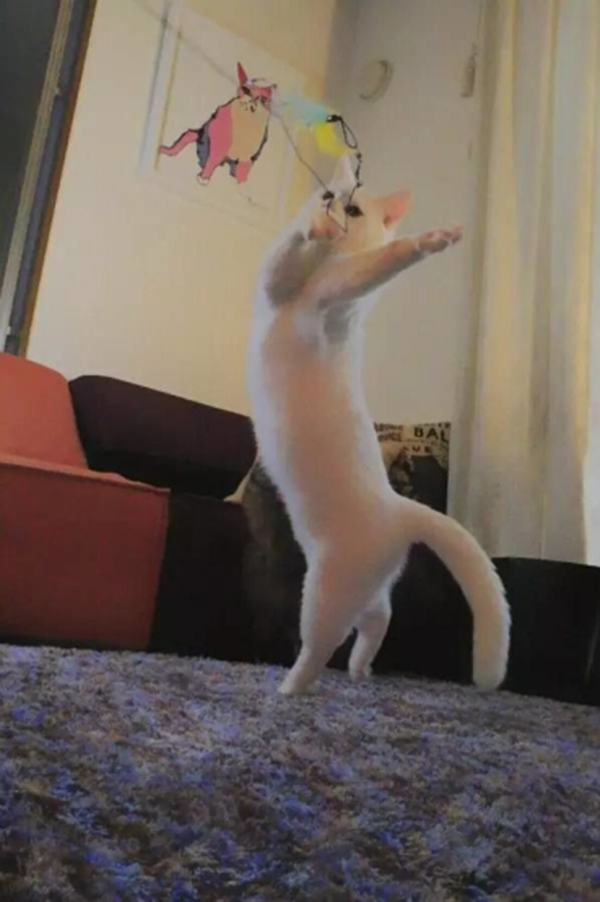 趣看｜猫咪化身灵魂舞者跳起芭蕾，看宠物如何优雅成精