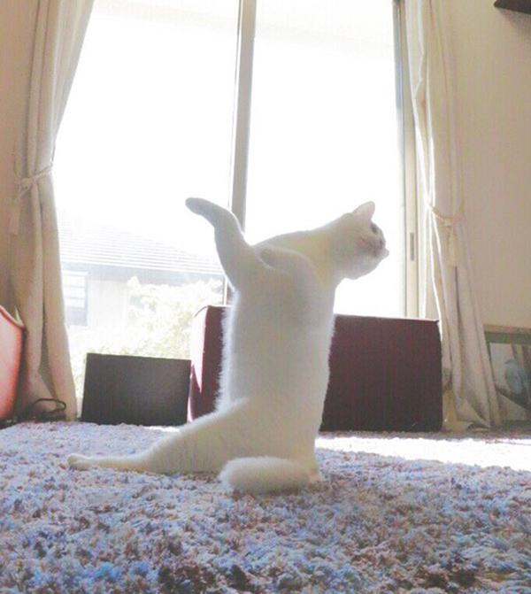 趣看｜猫咪化身灵魂舞者跳起芭蕾，看宠物如何优雅成精