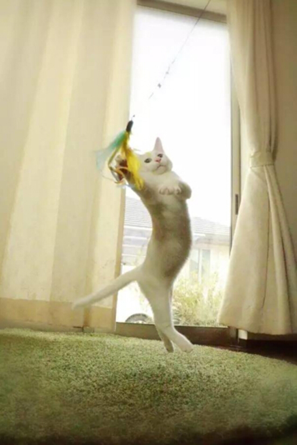 趣看｜猫咪化身灵魂舞者跳起芭蕾，看宠物如何优雅成精