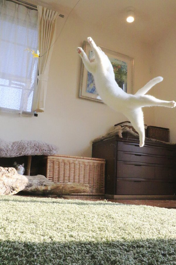 趣看｜猫咪化身灵魂舞者跳起芭蕾，看宠物如何优雅成精