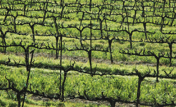 跟着葡萄酒大师去旅行