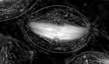 高考动图：生物篇