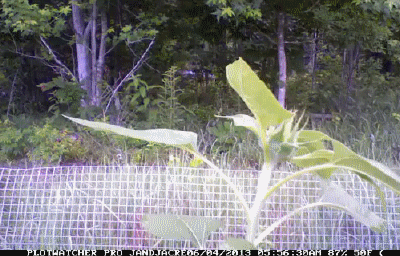 高考动图：生物篇