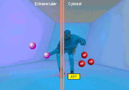 高考动图：生物篇
