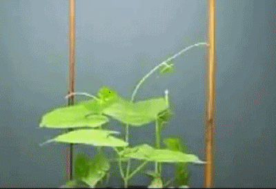 高考动图：生物篇