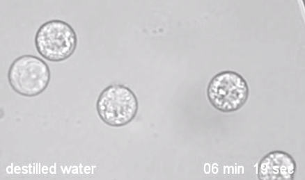 高考动图：生物篇