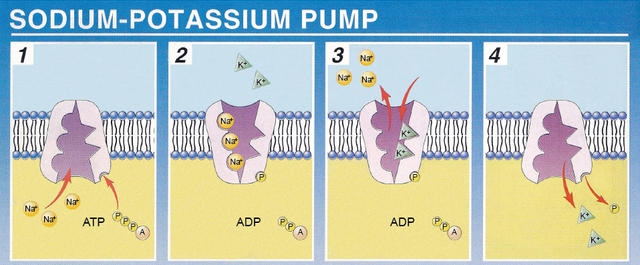 高考动图：生物篇