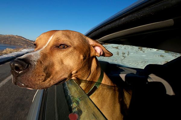 如何带你的狗狗一起自驾出游？