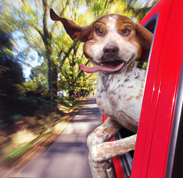 如何带你的狗狗一起自驾出游？