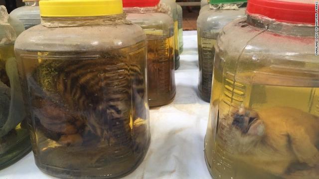 泰国“老虎庙”遭查，非法虎制品交易浮出水面