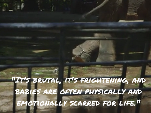 大象旅游业背后，被损害的它们和他们