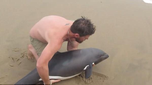 男子将搁浅海豚抱回大海，海豚重获新生摇尾致谢