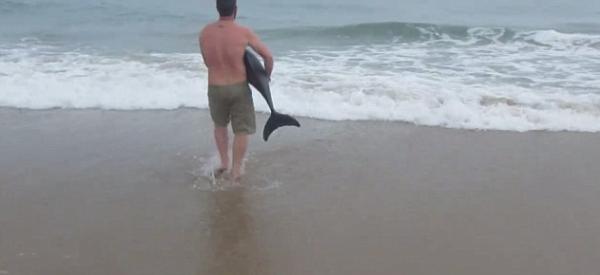 男子将搁浅海豚抱回大海，海豚重获新生摇尾致谢