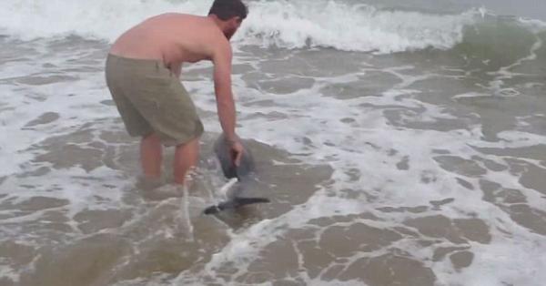 男子将搁浅海豚抱回大海，海豚重获新生摇尾致谢