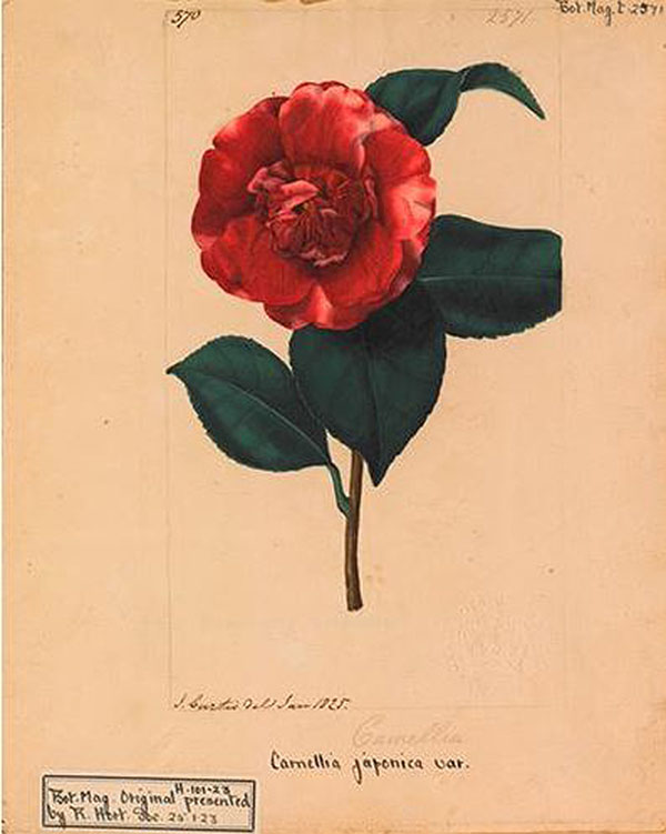 看展览|花花世界之中，窥见东西洋艺术的交汇