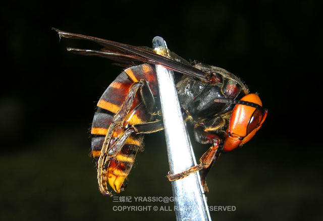 看《在下坂本》，认识蜇人胡蜂