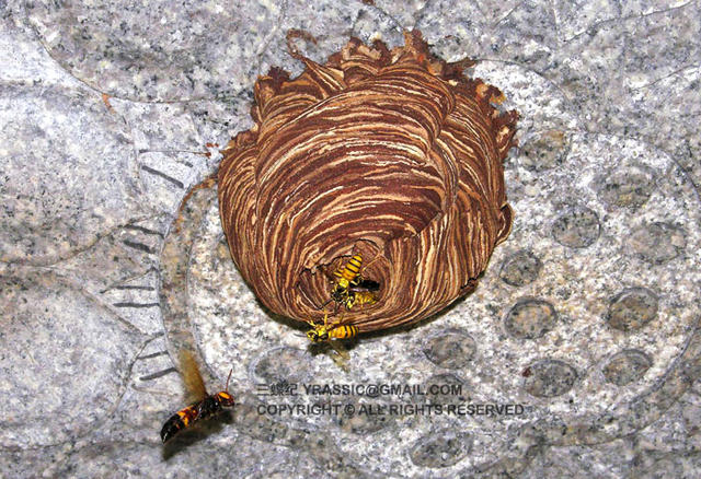 看《在下坂本》，认识蜇人胡蜂