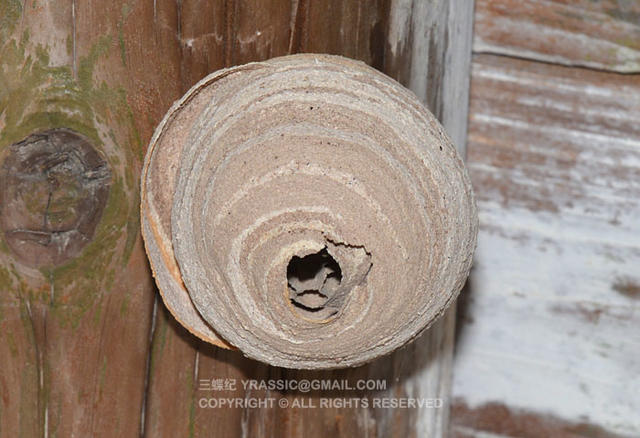 看《在下坂本》，认识蜇人胡蜂