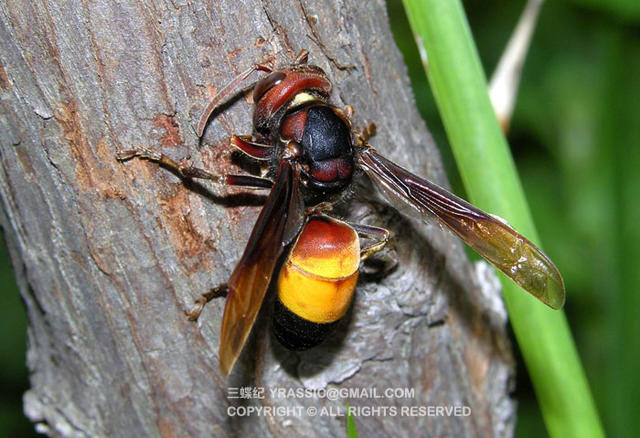 看《在下坂本》，认识蜇人胡蜂